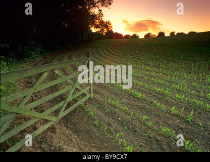 Toröffnung in neu gepflanzte Mais Ernte Feld, Sonnenuntergang, West Yorkshire, Großbritannien Stockfoto