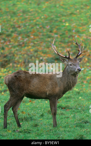 Roter Hirsch Hirsch (Cervus Elaphus), Herbst, Yorkshire, Großbritannien Stockfoto