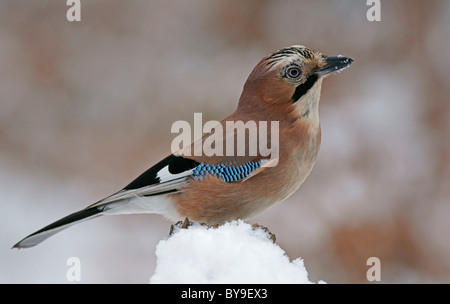 Eurasischen Eichelhäher (Garrulus glandarius) Stockfoto