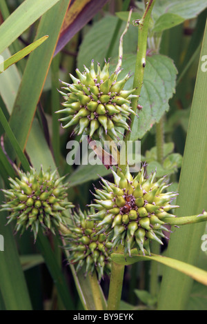 Verzweigte Bur-reed (Sparganium Erectum: Sparganiaceae) in Obst, UK. Stockfoto