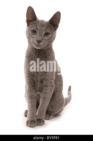 Russisch Blau Kitten 16 Wochen alt Studioportrait Stockfoto