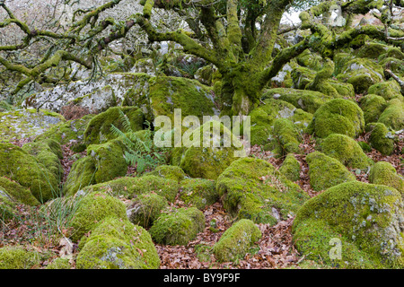 Verkümmerte Eichen in Wistmans Holzes auf Dartmoor, England. Stockfoto