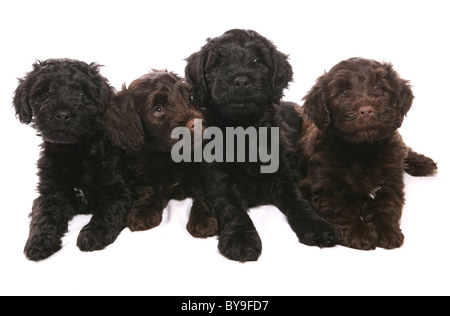 Portugiesischer Wasserhund Welpen Studioportrait Stockfoto