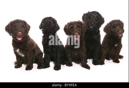 Portugiesischer Wasserhund Welpen Studioportrait Stockfoto