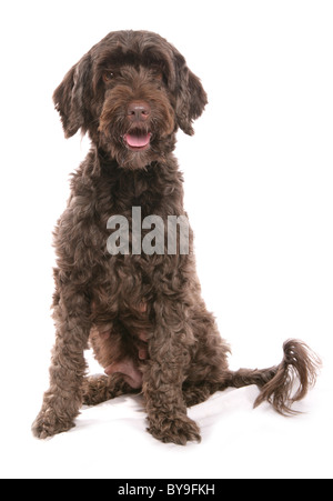 Portugiesischer Wasserhund Studioportrait Stockfoto