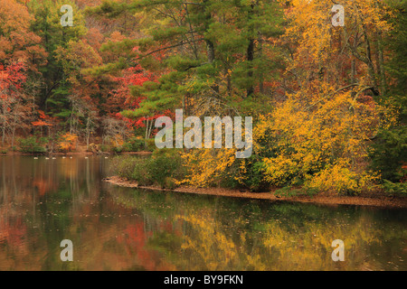 Enten am See Byrd, Cumberland Mountain State Park, Crossville, Tennessee, USA Stockfoto