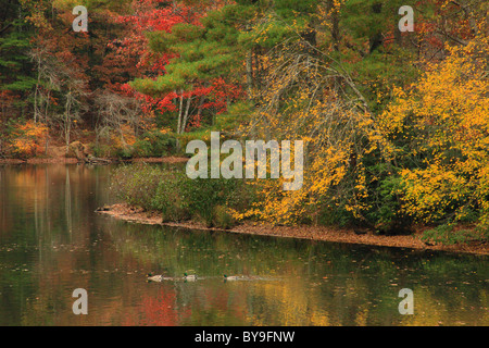 Enten am See Byrd, Cumberland Mountain State Park, Crossville, Tennessee, USA Stockfoto