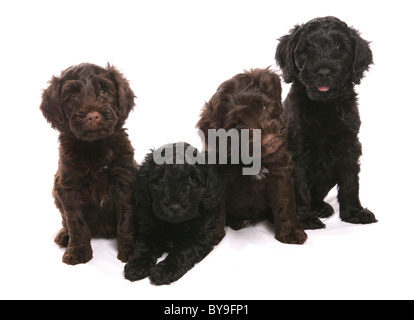 Portugiesischer Wasserhund Welpen Studioportrait Stockfoto