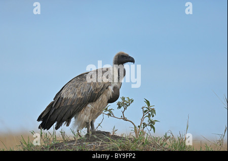 Weißrückenspecht Geier (abgeschottet Africanus) sitzt auf einer Termite Mound in Masai Mara, Kenia, Afrika Stockfoto