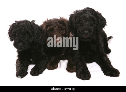 Portugiesischer Wasserhund Welpen Studioportrait Stockfoto