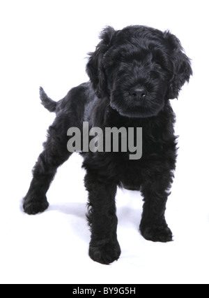 Portugiesischer Wasserhund Welpen Studioportrait Stockfoto