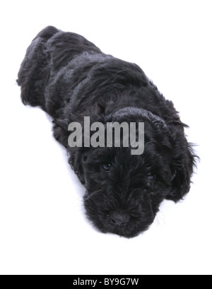 Portugiesischer Wasserhund Welpen Studioportrait Stockfoto