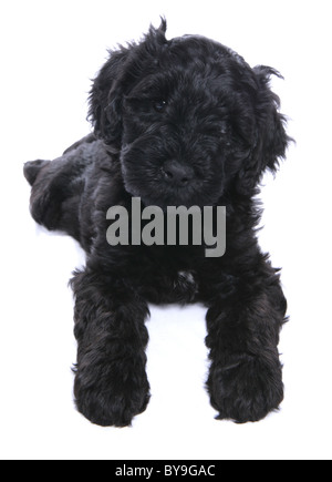 Portugiesischer Wasserhund Welpen Studioportrait Stockfoto