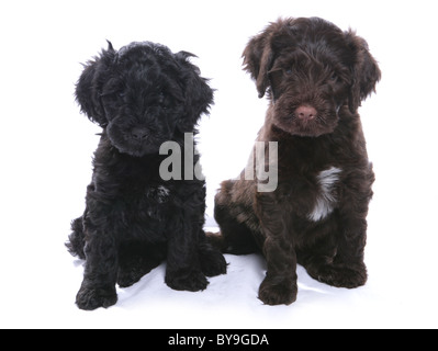 Portugiesischer Wasserhund Welpen Studioportrait Stockfoto