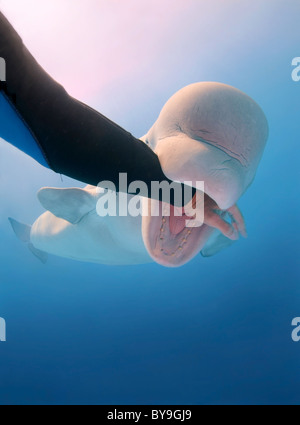 Der Beluga-Wal beißt der Hand eines Menschen - Weißwal, Delphinapterus leucas im Delphinarium Stockfoto