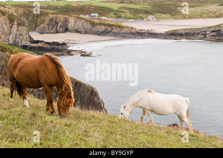 Wildpferde in Pembrokeshire coast Stockfoto