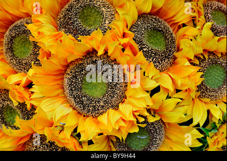 eine große Reihe von hellen gelben Sonnenblumenköpfe Austrocknen in Cortona in der Toskana, Italien Stockfoto