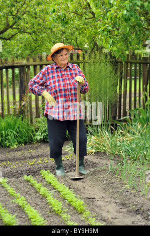 Ältere Frau Gartenarbeit - hacken Karotten Sämling Stockfoto