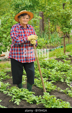 Ältere Frau Gartenarbeit - hacken Kartoffeln Feld Stockfoto