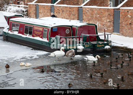 Schwäne, Enten und Narrowboats auf den gefrorenen Bridgewater Kanal in Stockton Heath, Cheshire Stockfoto