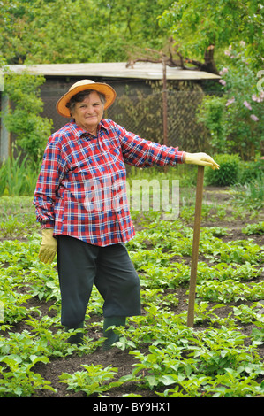 Ältere Frau Gartenarbeit - hacken Kartoffeln Feld Stockfoto