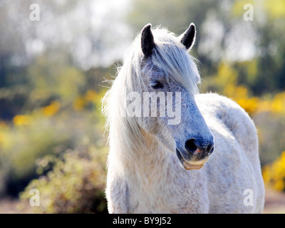 Ein New Forest Pony, fotografiert im New Forest, Hampshire. Stockfoto