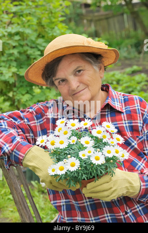 Ältere Frau Gartenarbeit - Blumen - Daisy Blumenerde Stockfoto