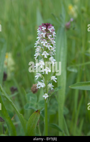 Gebrannt - Tipp orchid (Orchis ustulata). Park National des Pyrenäen, in den Pyrenäen, Frankreich. Juni. Stockfoto