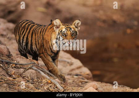 Weibliche 5-Monate-alten wilden Bengal Tiger Cub am Rande ein Wasserloch Nachmittag leichte in Bandhavgarh Tiger Reserve, Indien. Stockfoto