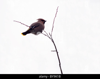 Waxwng, Bombycilla Garrulus gehockt Filiale in Norfolk, England Stockfoto