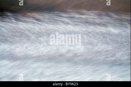 Herde von Knoten, Calidris Canuta Ankunft am Schlafplatz während hoher Springflut am Snettisham, Norfolk Stockfoto