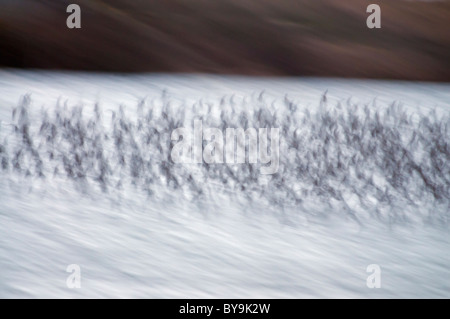 Herde von Knoten, Calidris Canuta Ankunft am Schlafplatz während hoher Springflut am Snettisham, Norfolk Stockfoto