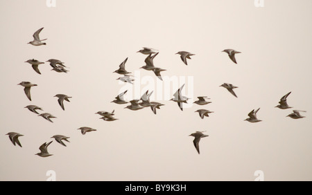 Herde von Knoten, Calidris Canuta Schlafplatz verlassen, während ein Frühling Flut an Snettisham, Norfolk Stockfoto