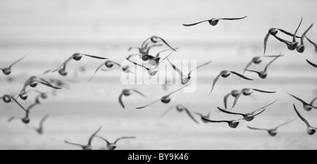 Mono Bild eine Herde von Knoten, Calidris Canuta Schlafplatz verlassen, während ein Frühling Flut an Snettisham, Norfolk Stockfoto