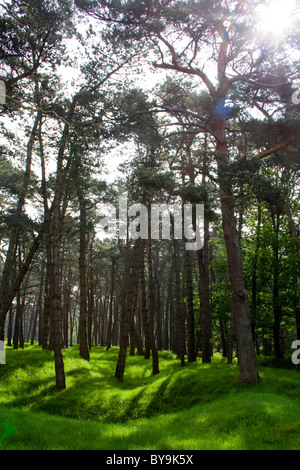 Sonneneinstrahlung Gießen durch den Wald Bäume auf die Überreste der alten Schützengräben aus dem ersten Weltkrieg in Vimy Ridge in Frankreich Stockfoto