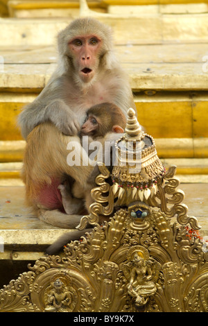 Makaken Mutter und Kind stehen im Monkey Tempel, Kathmandu, nepal Stockfoto