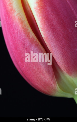 Das Studio machte Nahaufnahmen der Blütenblätter einer geschlossenen rosa Tulpe vor schwarzem Hintergrund in Großbritannien Stockfoto