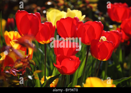 Nahaufnahme einer gemischten Grenze aus roten und gelben Tulpen im Frühlings-Garten, Großbritannien Stockfoto