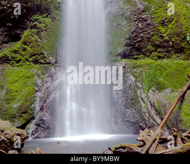 Üppigen, grünen Moos umgibt Marymere Falls, in der Nähe von Lake Crescent, Olympic Nationalpark, Washington, USA Stockfoto