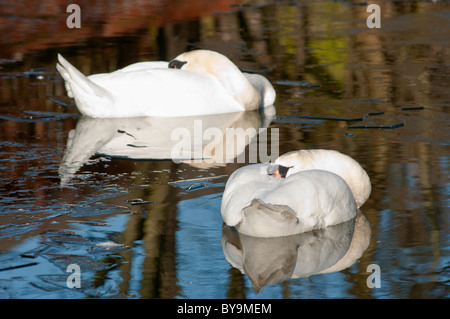 Zwei weiße Schwäne schlafen auf einem vereisten Coventry Canal. England. Stockfoto