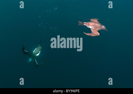 Gruppe von trottellummen schwimmt unter Wasser. Common Murre oder gemeinsamen Trottellummen (Uria aalge, Pontoppidan), Barentssee, Russland, Arktis, Europa Stockfoto