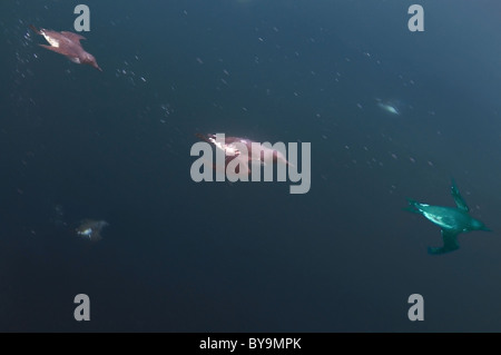 Gruppe von trottellummen schwimmt unter Wasser. Common Murre oder gemeinsamen Trottellummen (Uria aalge, Pontoppidan), Barentssee, Russland, Arktis, Europa Stockfoto