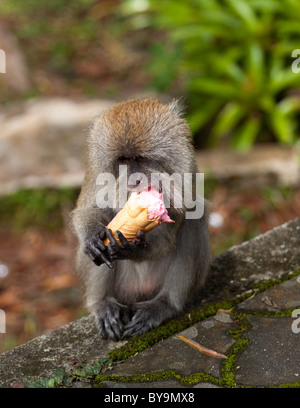 Rhesus-Affen Eis essen Stockfoto