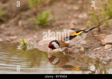 Stieglitz (Zuchtjahr Zuchtjahr) herab zu trinken am kleinen Pool am Straßenrand. Stockfoto