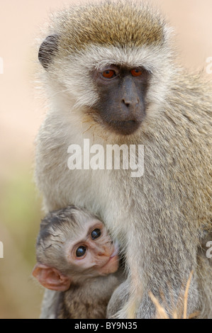 Weibliche Vervet Affe (Chlorocebus Pygerythrus) Spanferkel ihr Baby in der Savanne der Masai Mara Nationalpark, Kenia, Afrika. Stockfoto