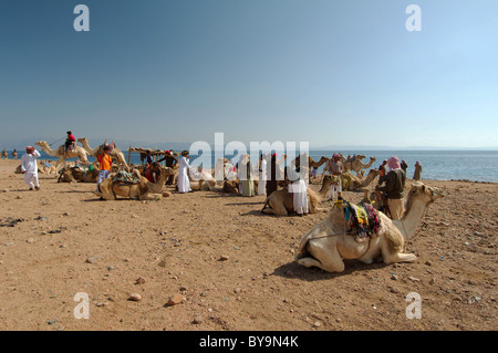 Arabischen Kamele (Camelus Dromedarius) in der Wüste, Dahab, Ägypten, Afrika Stockfoto