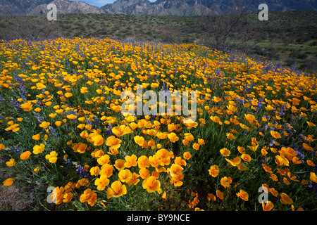 Frühling in der Sonora-Wüste. Mexikanische Mohn und Lupinen blühen im Catalina State Park, Tucson, Arizona Stockfoto