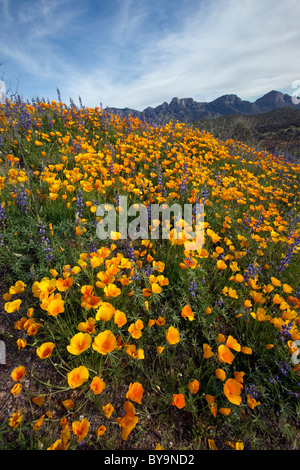 Frühling in der Sonora-Wüste. Mexikanische Mohn und Lupinen blühen im Catalina State Park, Tucson, Arizona Stockfoto