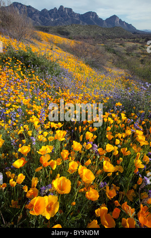 Frühling in der Sonora-Wüste. Mexikanische Mohn und Lupine Blüte im Catalina State Park, Tucson, Arizona Stockfoto