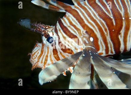 Portrait von rotfeuerfisch (Pterois volitans)